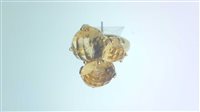 Ringe Sommer Dame Anello Con Pietra in Gelbgold Quarzo CIT D UT/Z - CIT D UT/Z